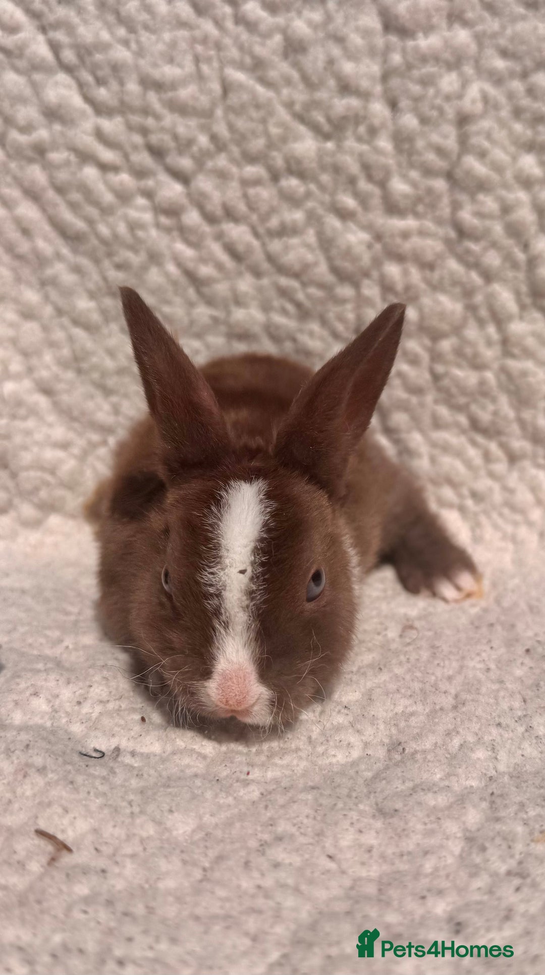 Rex rabbits for sale: chocolate vienna mini rex babies - Image 1