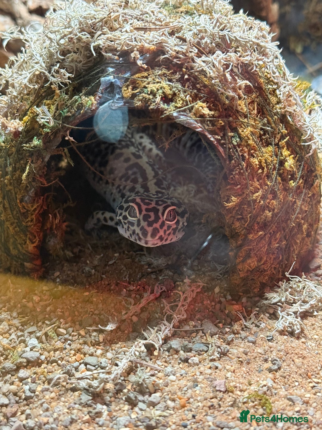 Leopard Gecko reptiles for sale: Leopard Gecko  - Advert 4