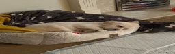 Labrador Retriever dogs for sale: Amazing Labrador  - Advert 4