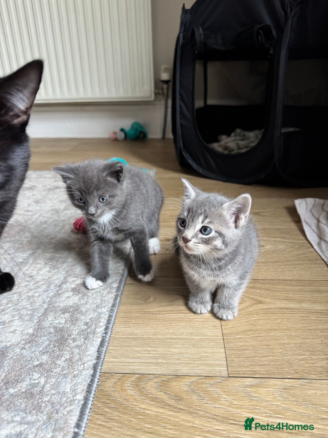 Mixed Breed cats for sale: Adorable Kittens Looking for Loving Homes 🐾 - Advert 5