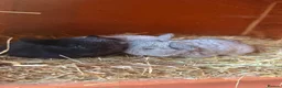 Mini Lop rabbits for sale: Top quality BRC mini lops - Advert 5