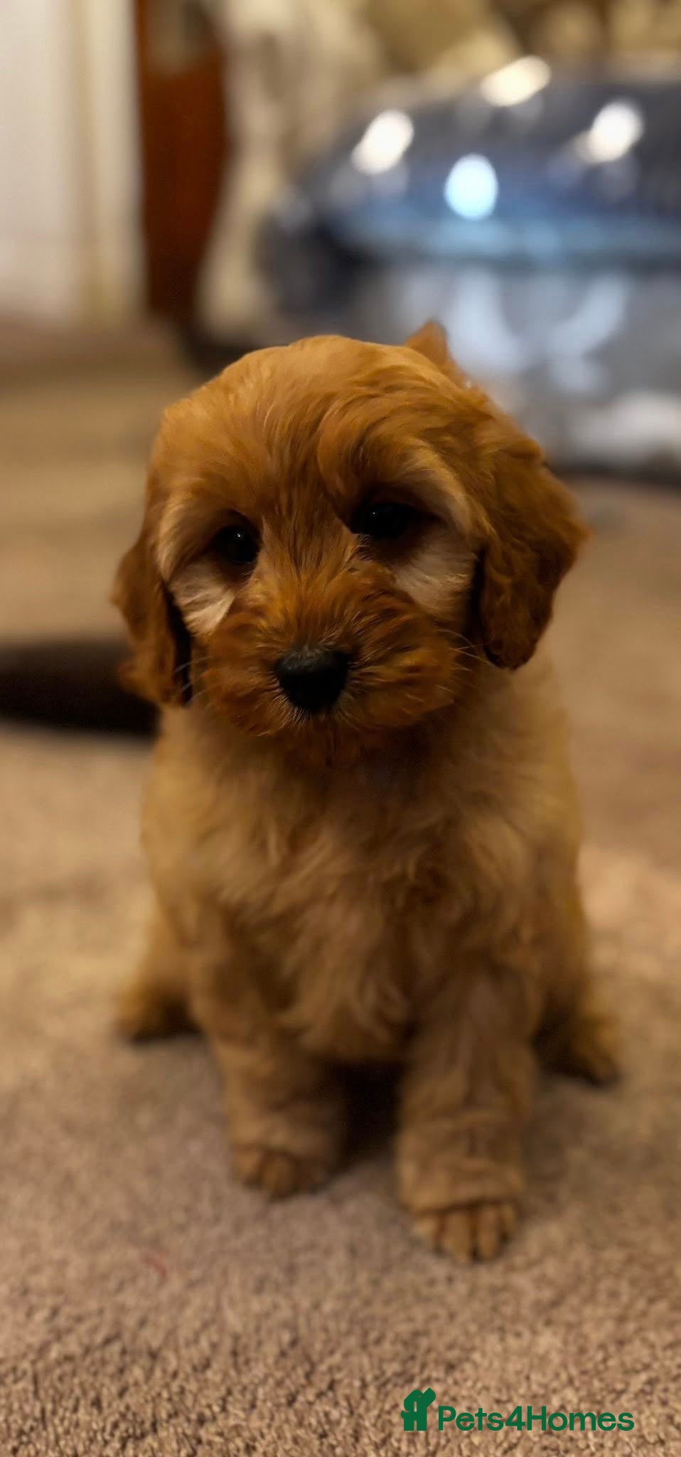 Cockapoo dogs F1 Gold Sable Boy and Girls 5 star health tests - Advert 4