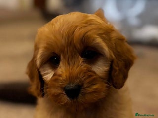 Cockapoo dogs F1 Gold Sable Boy and Girls 5 star health tests - Advert 4