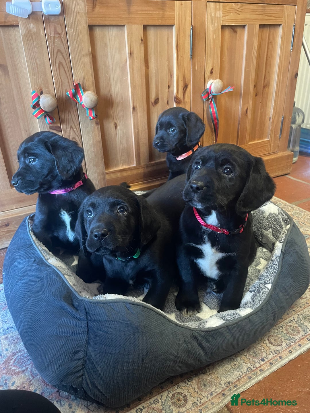 Springador dogs for sale: Beautiful Springador Puppies  - Advert 4