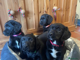 Springador dogs Beautiful Springador Puppies - Advert 3