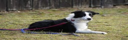 Border Collie dogs for stud: Border collie Champion for stud in Leamington Spa - Advert 7