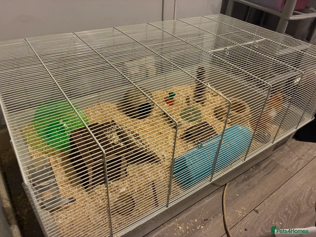 Hamster rodents for sale: Syrian hamster + Cage + Accessories  - Advert 3