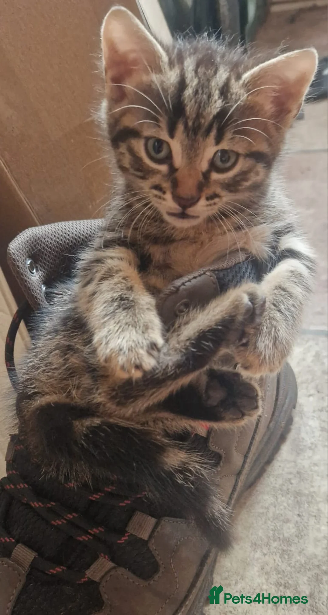 Mixed Breed cats for sale: 2 beautiful male kittens for sale  - Advert 6