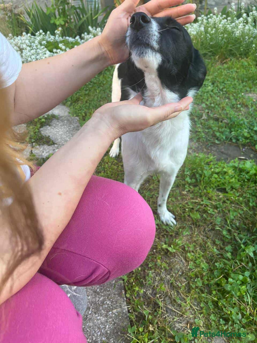 Mixed Breed dogs for adoption: 💖🐶 ELZA 🐶💖 - Image 10