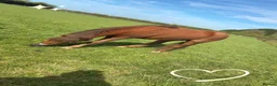 Dartmoor horses for sale: Dartmoor pony  in Lechlade - Advert 2