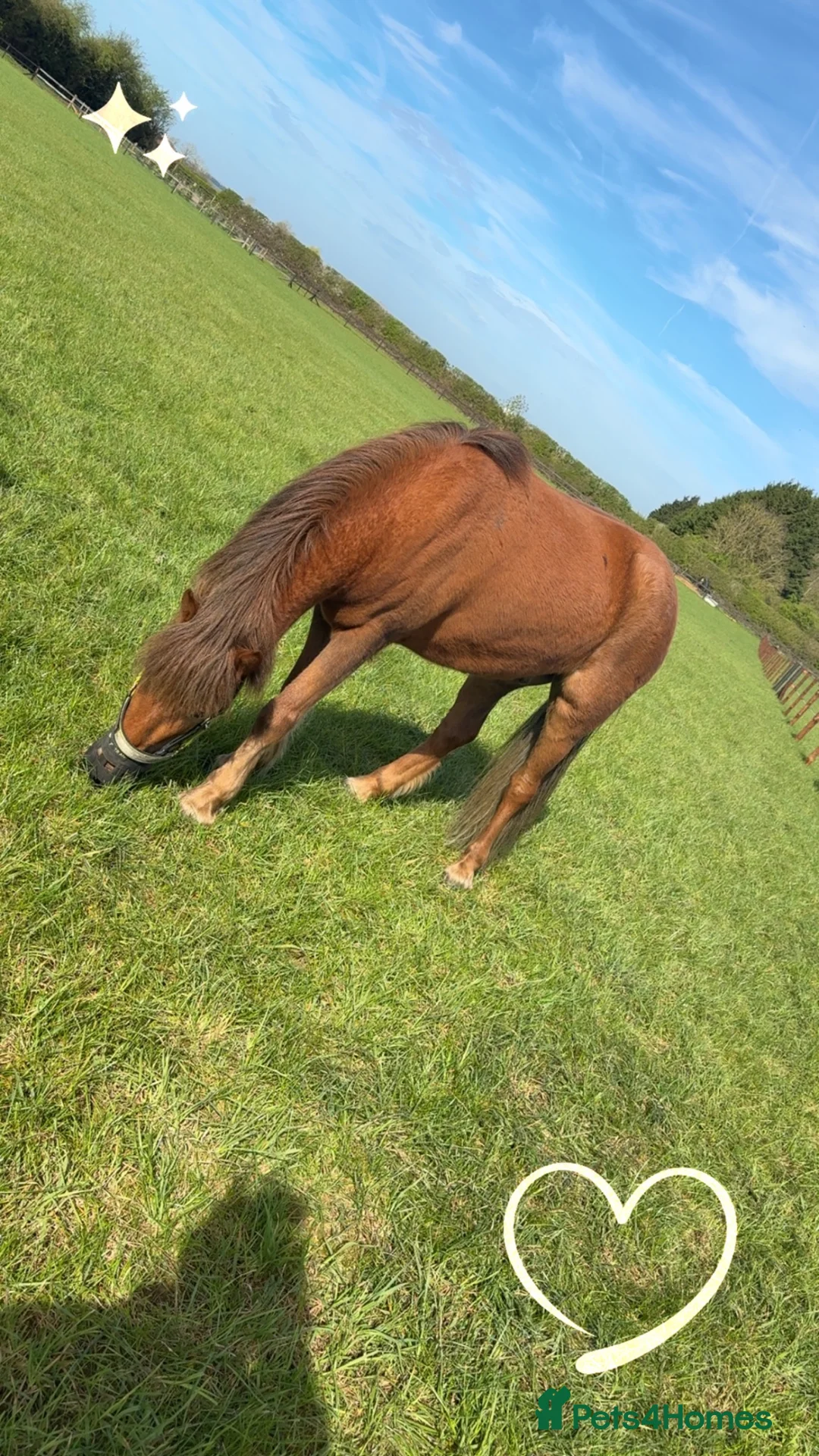 Dartmoor horses for sale: Dartmoor pony  in Lechlade - Advert 2
