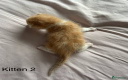 Ragdoll cats for sale: Ragdoll Kittens  - Image 5