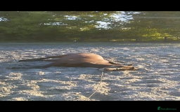 Irish Thoroughbred horses for sale: Bay gelding all rounder - Image 7