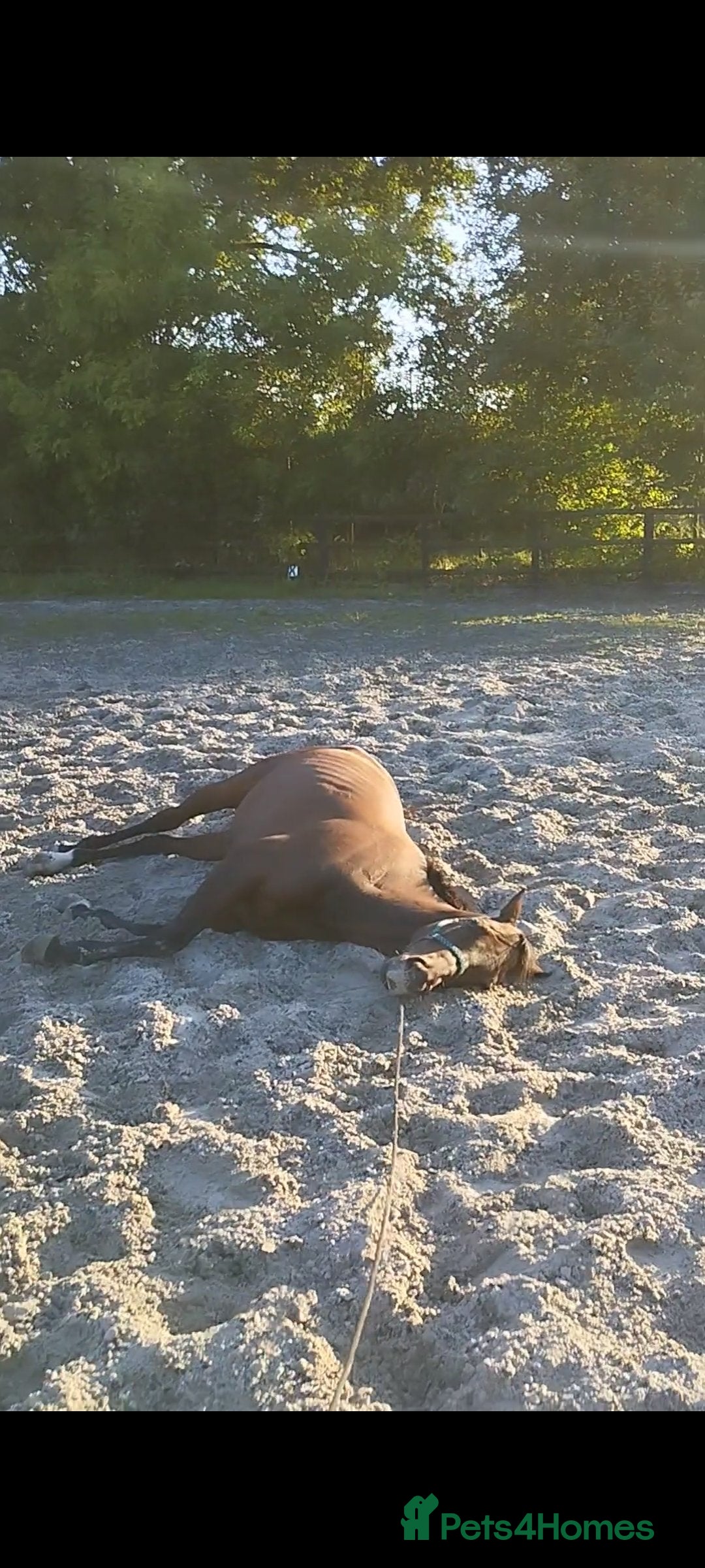 Irish Thoroughbred horses for sale: Bay gelding all rounder - Image 7