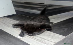 Russian Blue cats for sale: 4 beautiful Russian blue mix  - Image 2