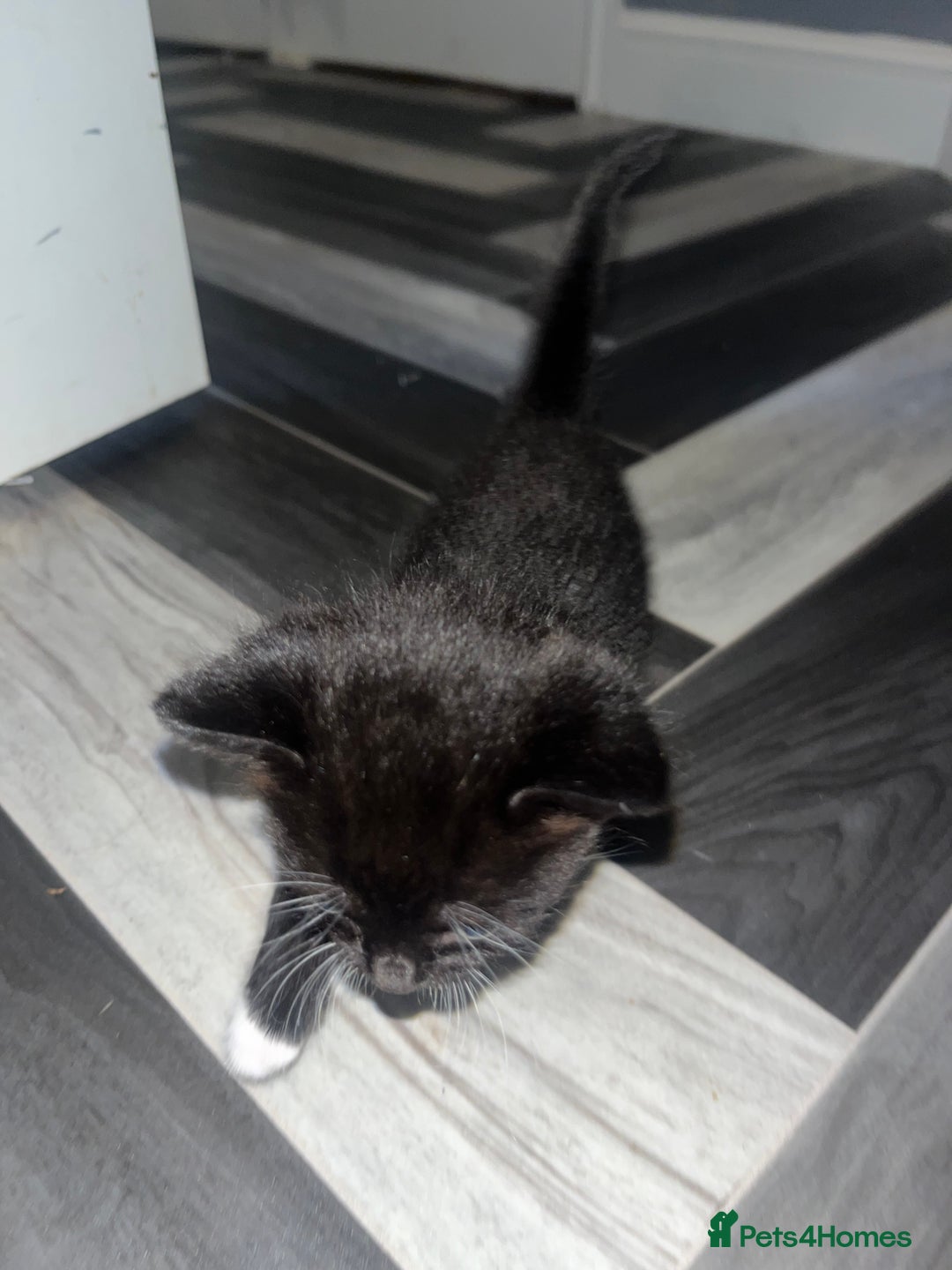 Russian Blue cats for sale: 4 beautiful Russian blue mix  - Image 2