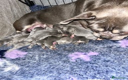 French Bulldog dogs for sale: French bulldog (fluffy) - Image 9