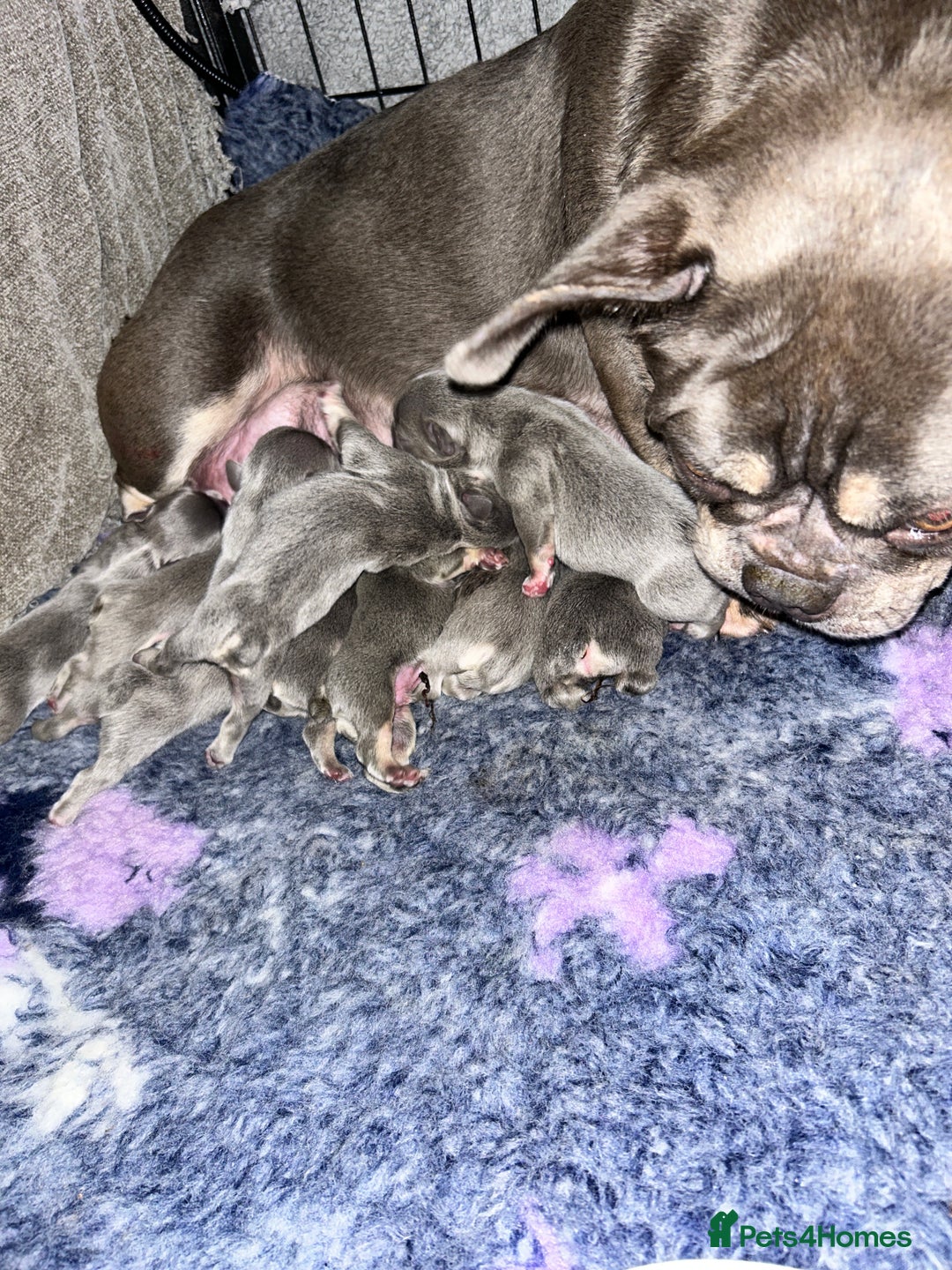French Bulldog dogs for sale: French bulldog (fluffy) - Image 9