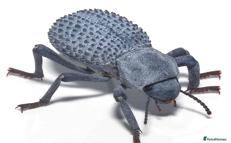 Beetles invertebrates - Advert 1
