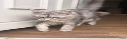 Maine Coon cats for sale: Beautiful female sliver tabby mainecoone kitten! - Advert 2