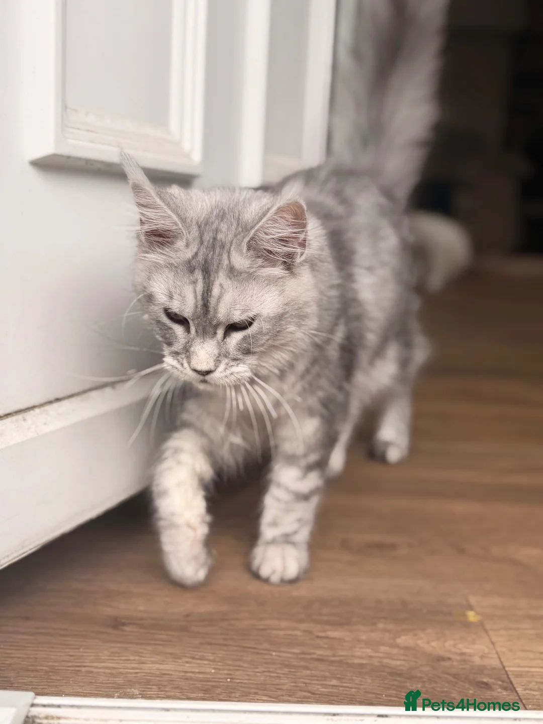 Maine Coon cats for sale: Beautiful female sliver tabby mainecoone kitten! - Advert 2
