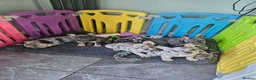 French Bulldog dogs for sale: French Bulldog Puppies - Advert 6