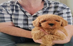 Cavapoo dogs for sale: TOY CAVAPOO DNA TESTED PARENTS AND GRANDPARENTS  - Image 23