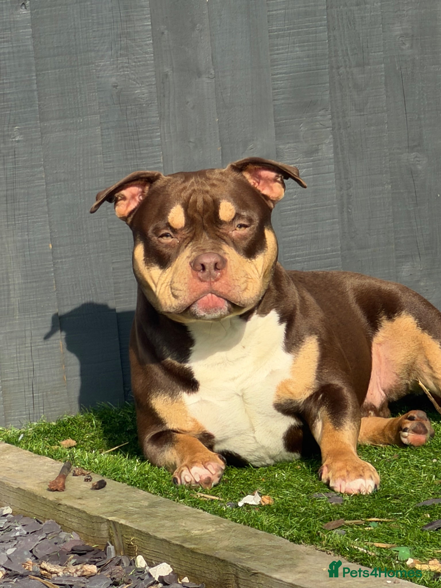 American Bully dogs Bear the pocket bully - Advert 1