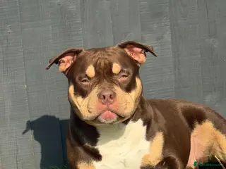 American Bully dogs Bear the pocket bully - Advert 4