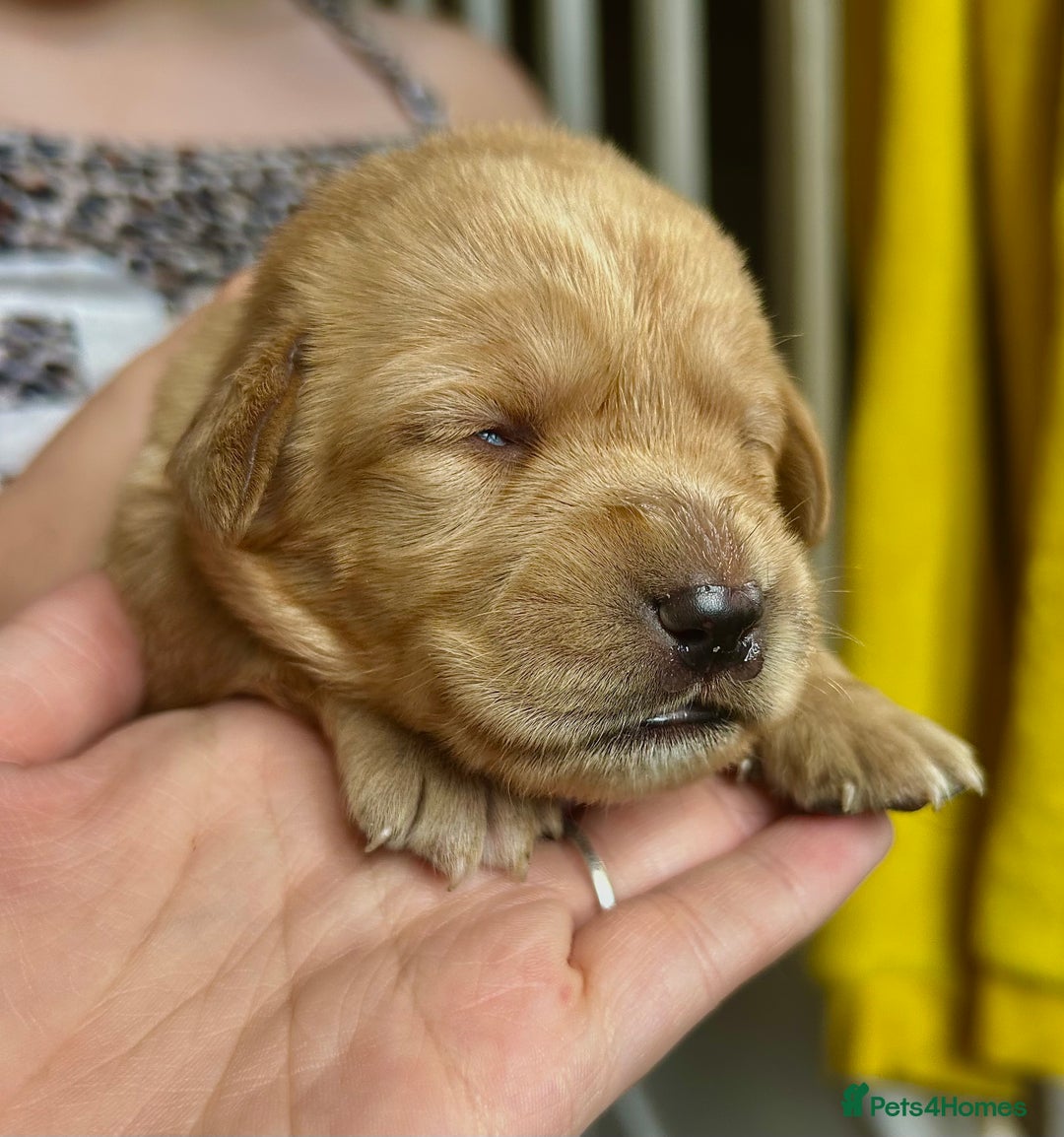 Springador dogs for sale: 3/4 Labrador (Springador x Labrador) Pups for Sale - Image 34