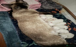 Ragdoll cats for sale: 8 ragdoll kittens, flame point, seal & blue point - Image 10