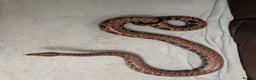 Boa Snake reptiles for sale: Brazilian rainbow boa snake - Advert 6