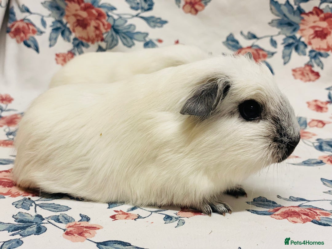 Guinea Pig rodents for sale: Californian pointed semi long haired baby boys - Advert 5