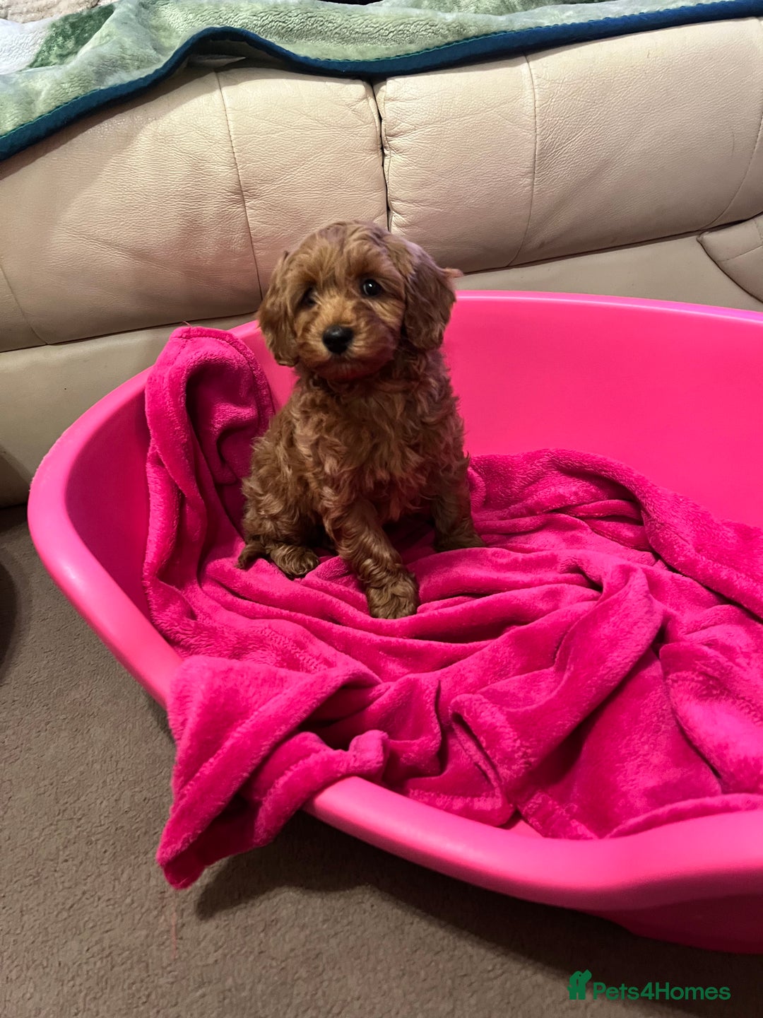 Poodle dogs for sale: Adorable Poodle Puppies For Sale. - Advert 9