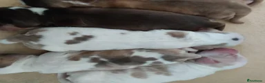 Puppy 5