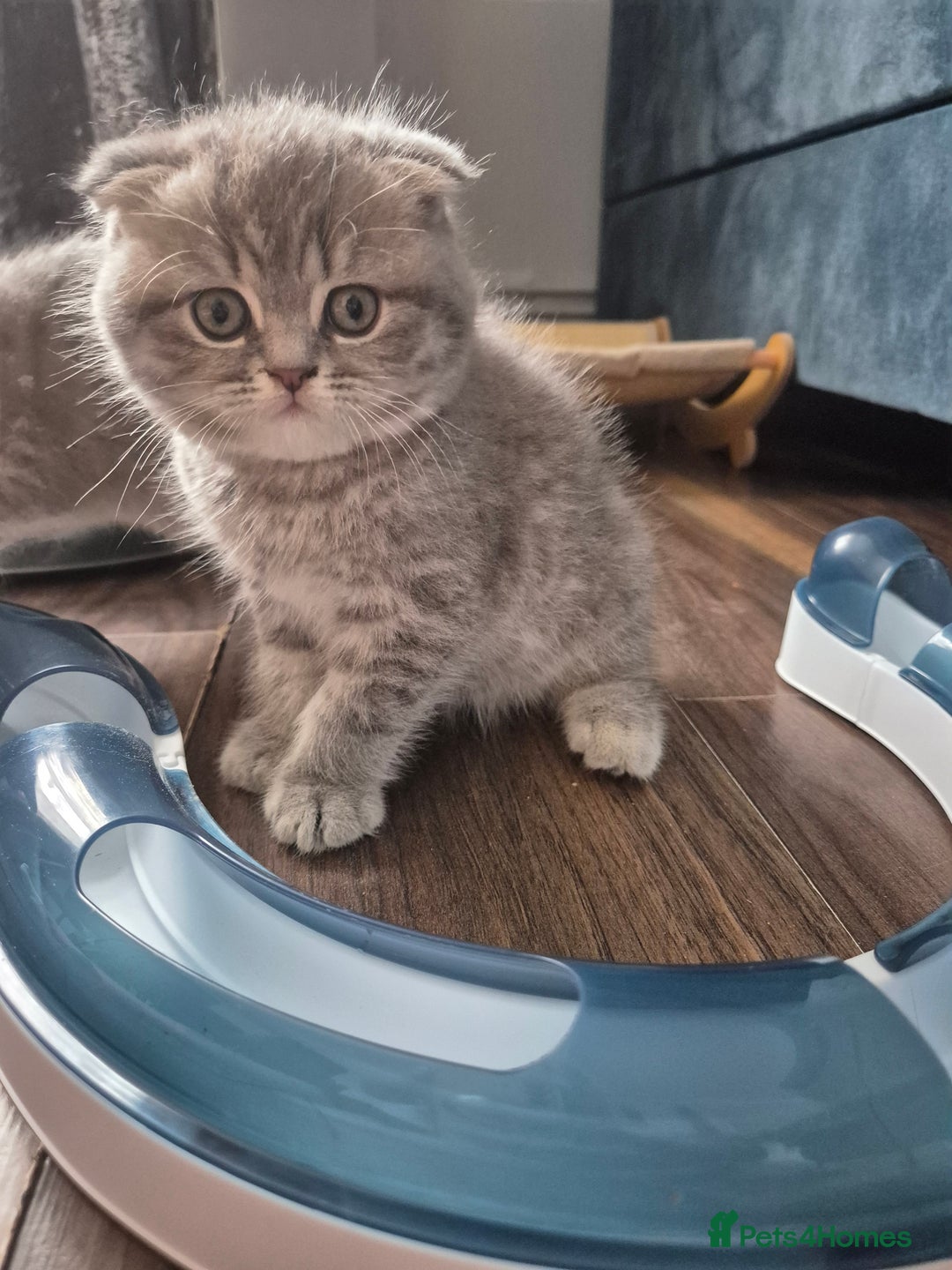 Scottish Fold cats for sale: Scottish Fold/Straight kittens  - Image 14