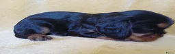 Cavalier King Charles Spaniel dogs for sale: Choc & Tan carriers - CKC Spaniel Puppies - Advert 12