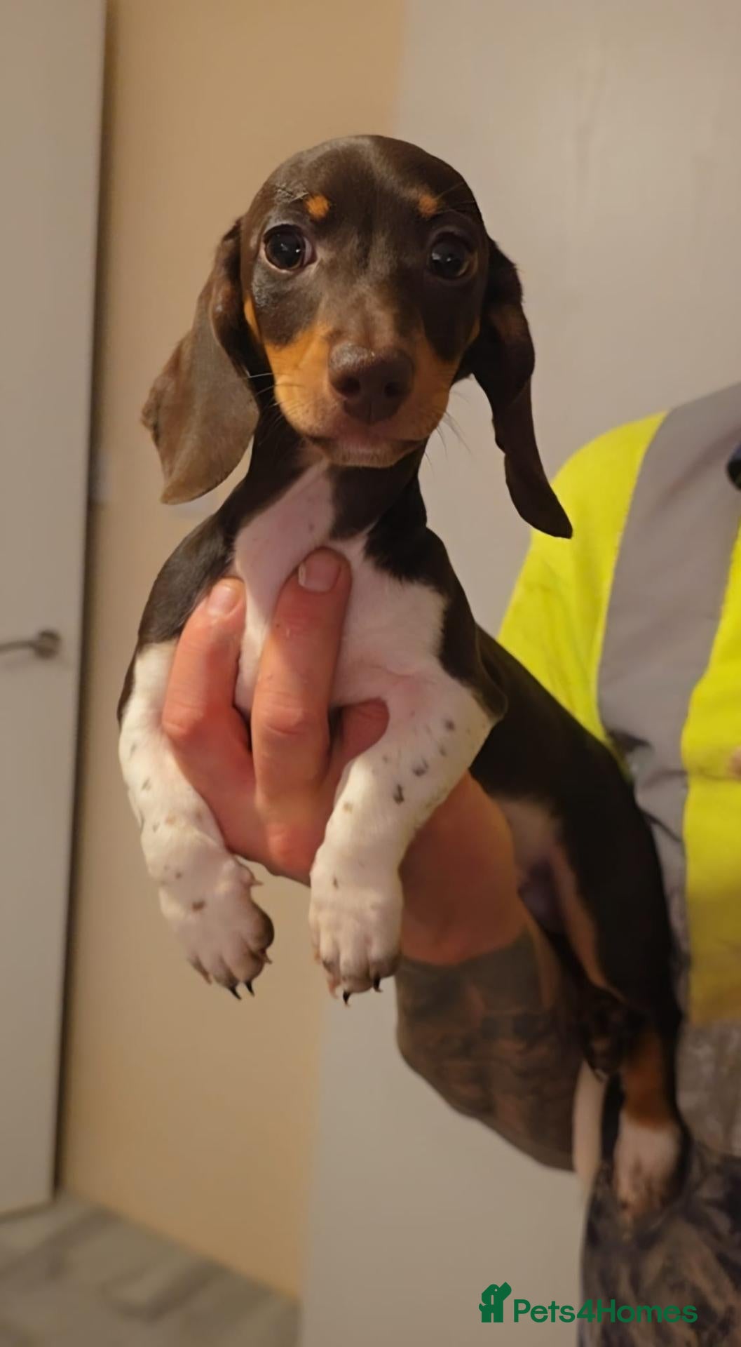Miniature Dachshund dogs for sale: 🐶READY TODAY🐶5 boys left 🐶  - Advert 1