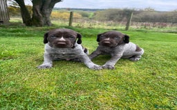 German Wirehaired Pointer dogs for sale: German wiredhaired pointers  - Image 4