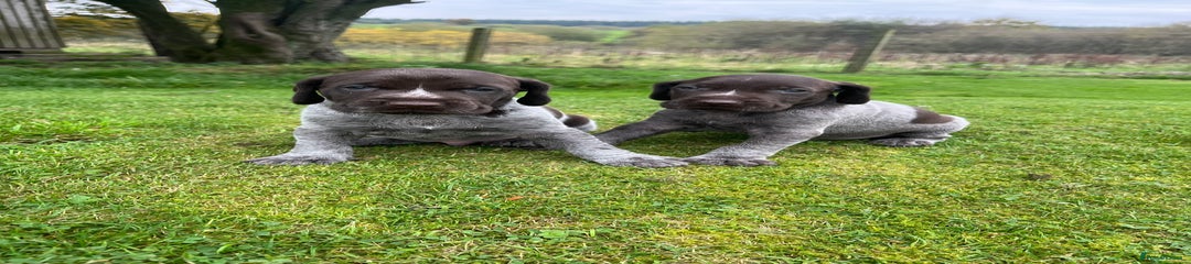 German Wirehaired Pointer Puppy 1