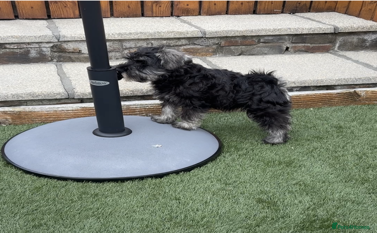 Miniature Schnauzer dogs - Advert 2