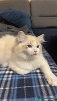 Ragdoll cats ✨ Gorgeous Ragdoll Kittens ✨ - Advert 3