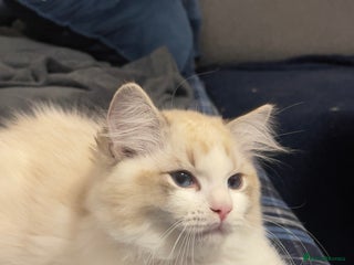 Ragdoll cats ✨ Gorgeous Ragdoll Kittens ✨ - Advert 9