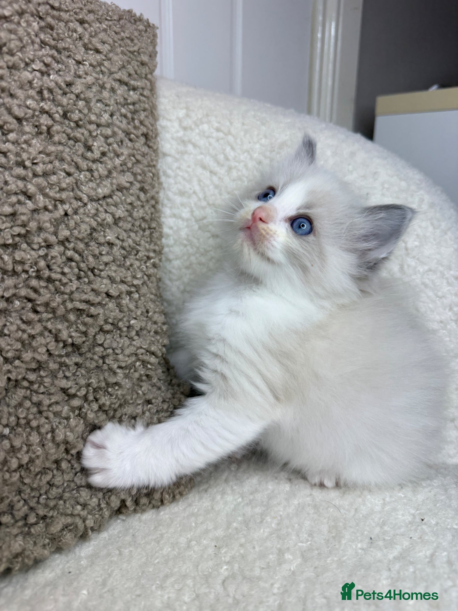 Ragdoll cats 3 male ragdolls left  ⭐️NOW TAKING VIEWINGS⭐️ - Advert 18