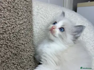 Ragdoll cats 3 male ragdolls left ⭐️NOW TAKING VIEWINGS⭐️ - Advert 10