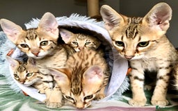 Savannah cats for sale: Beautiful full pedigree savannah kittens  - Image 4
