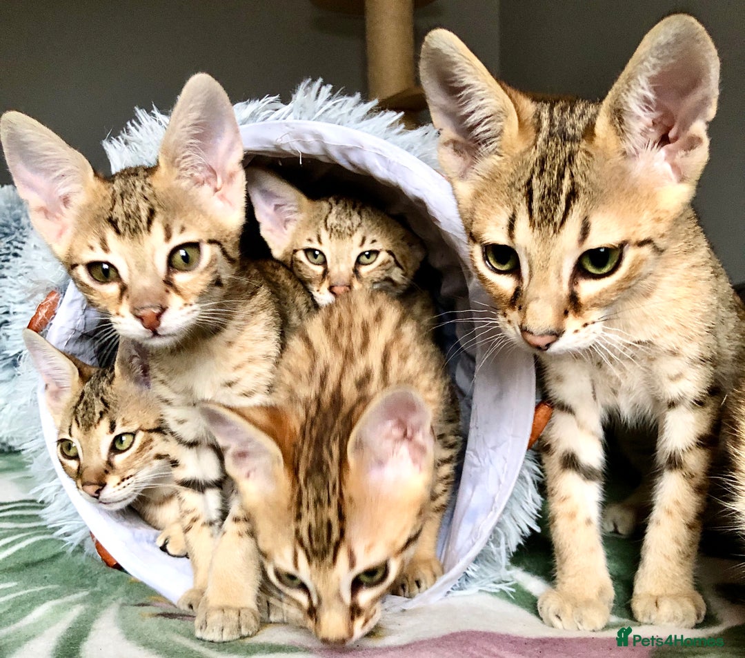 Savannah cats for sale: Beautiful full pedigree savannah kittens  - Image 4