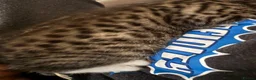 Mixed Breed cats for sale: Kittens in Fakenham - Advert 4