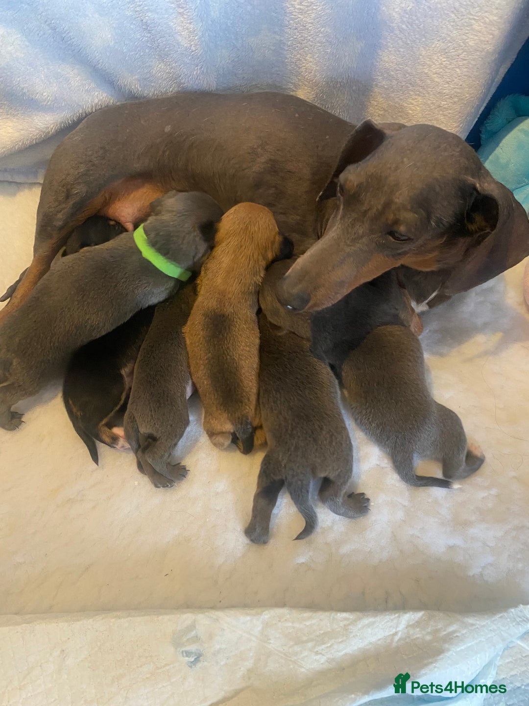 Mixed Breed dogs for sale: Tiny chiweenie puppy’s  - Image 1