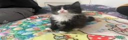 Mixed Breed cats for sale:  kittens 😸  - Advert 18